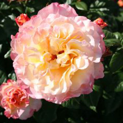AUGUSTA LUISE