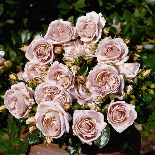 MARIE ANTOINETTE