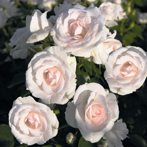 ASPIRIN-ROSE