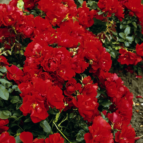 CENTRO ROSE