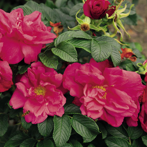 ROSA RUGOSA RED FOXI